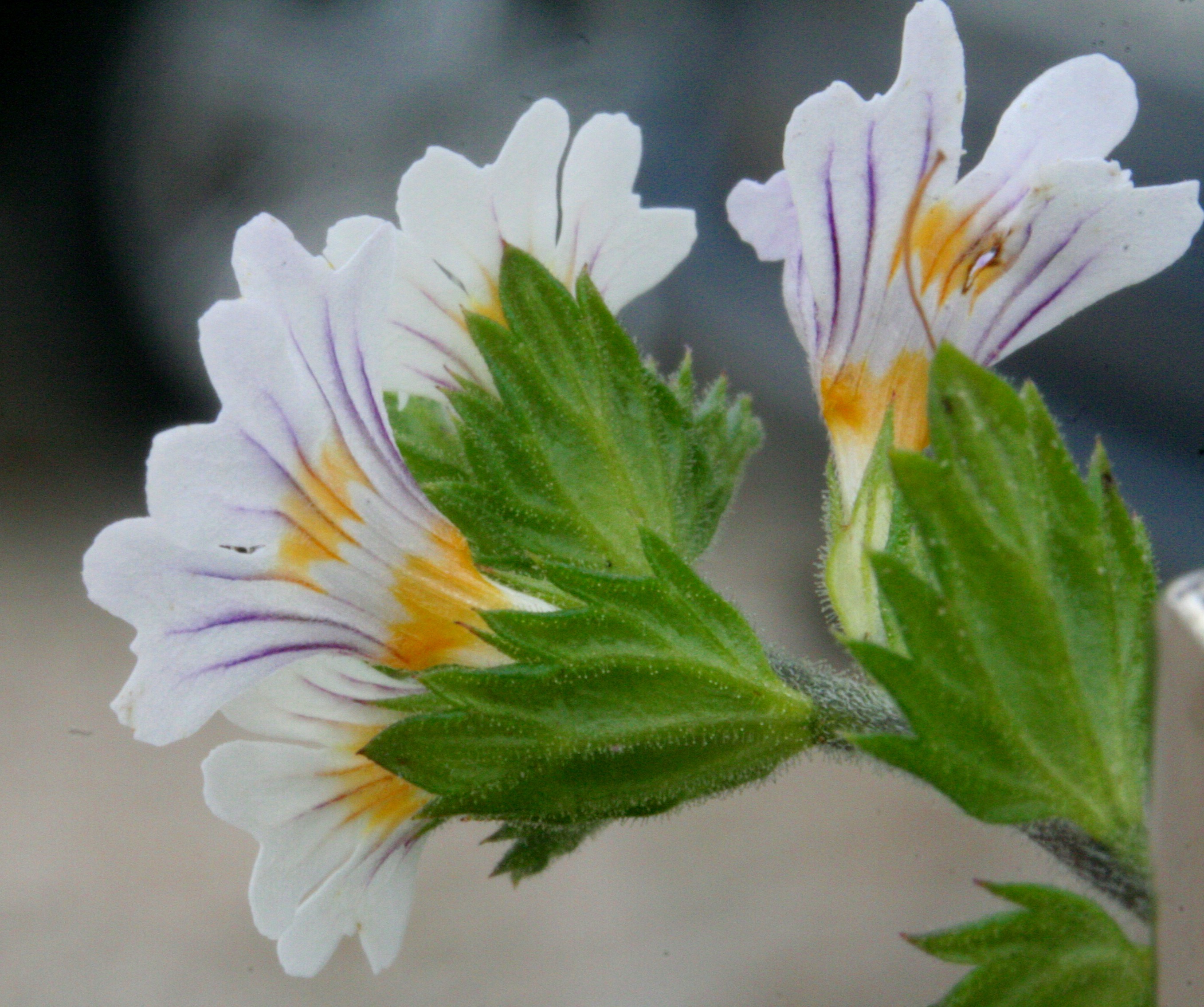 Euphrasia Rostkoviana